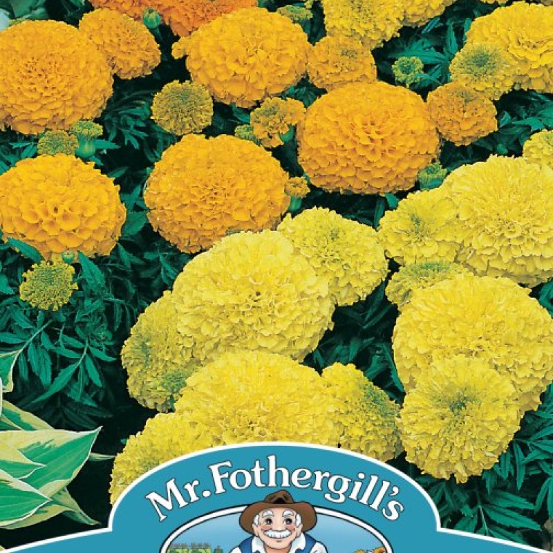 MARIGOLD (African) Sahara Mixed