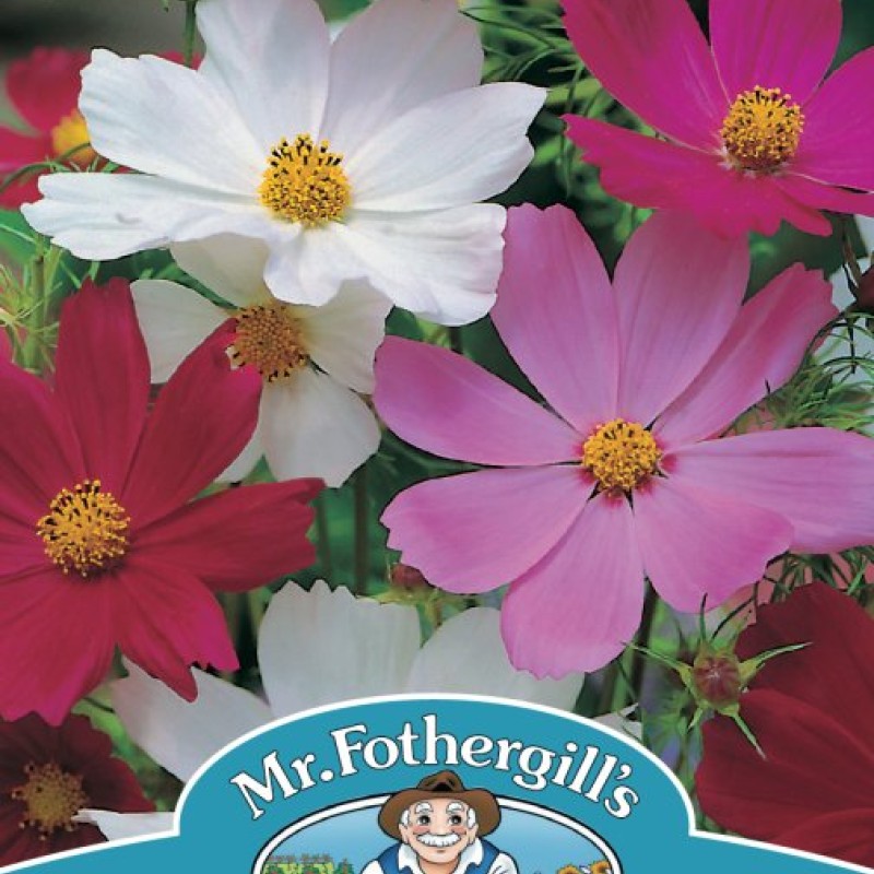 COSMOS Sensation Mixed