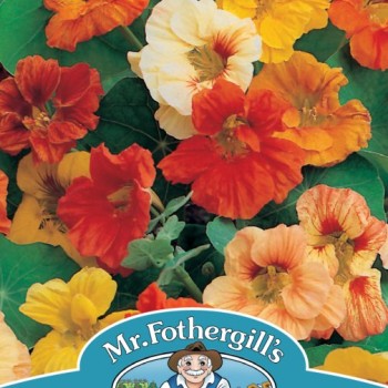 NASTURTIUM Jewel Mixed