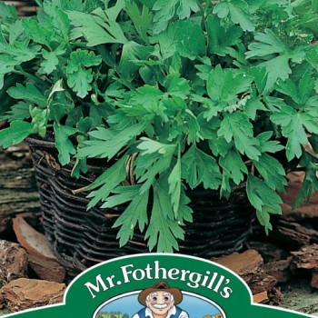 PARSLEY Plain Leaved 2