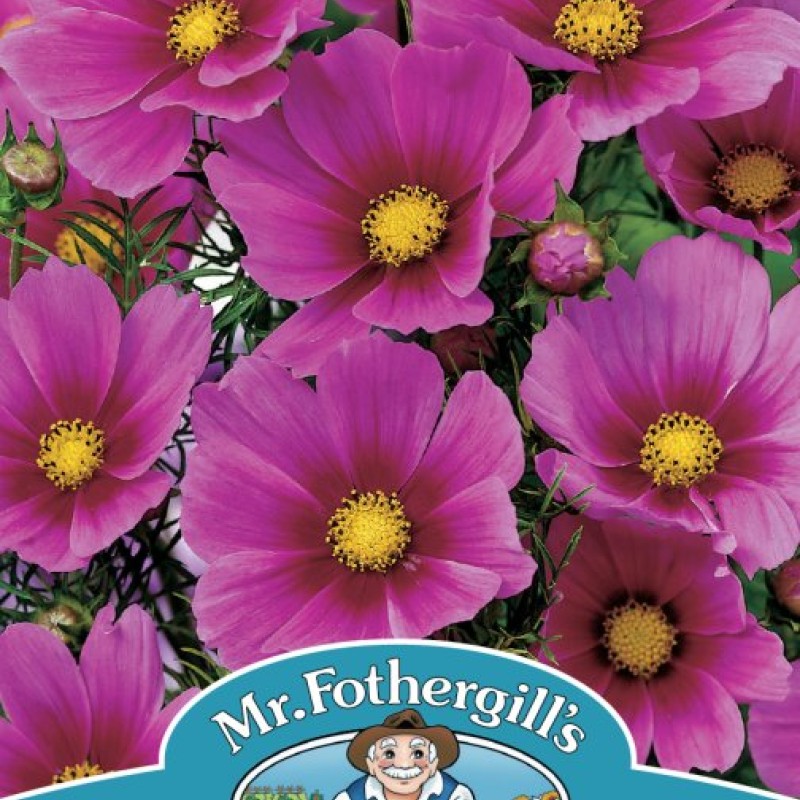 COSMOS Tetra Versailles Dark Rose