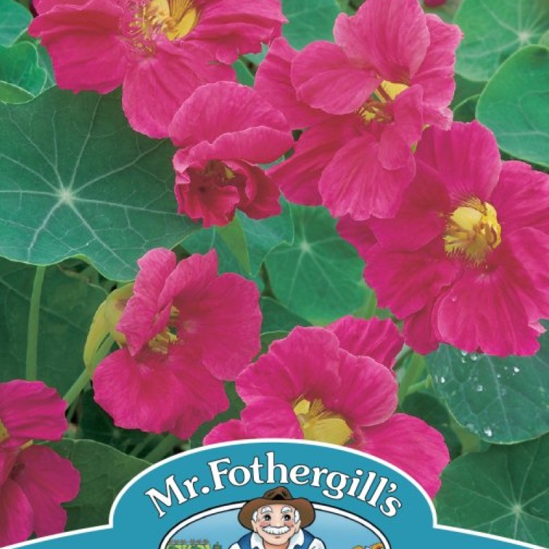 NASTURTIUM Jewel Cherry Rose