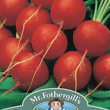 RADISH Scarlet Globe