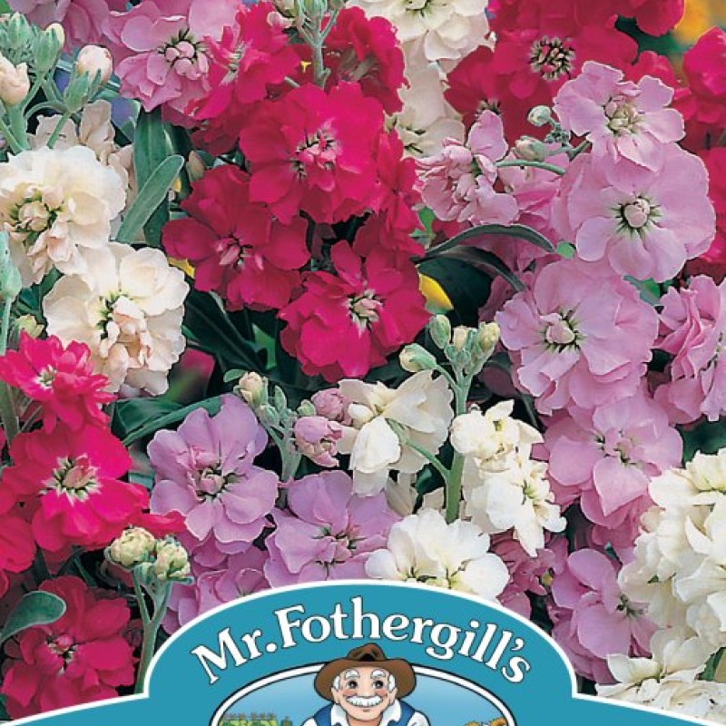 STOCK Brompton Mixed