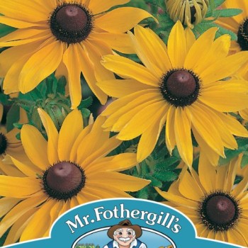 RUDBECKIA Marmalade