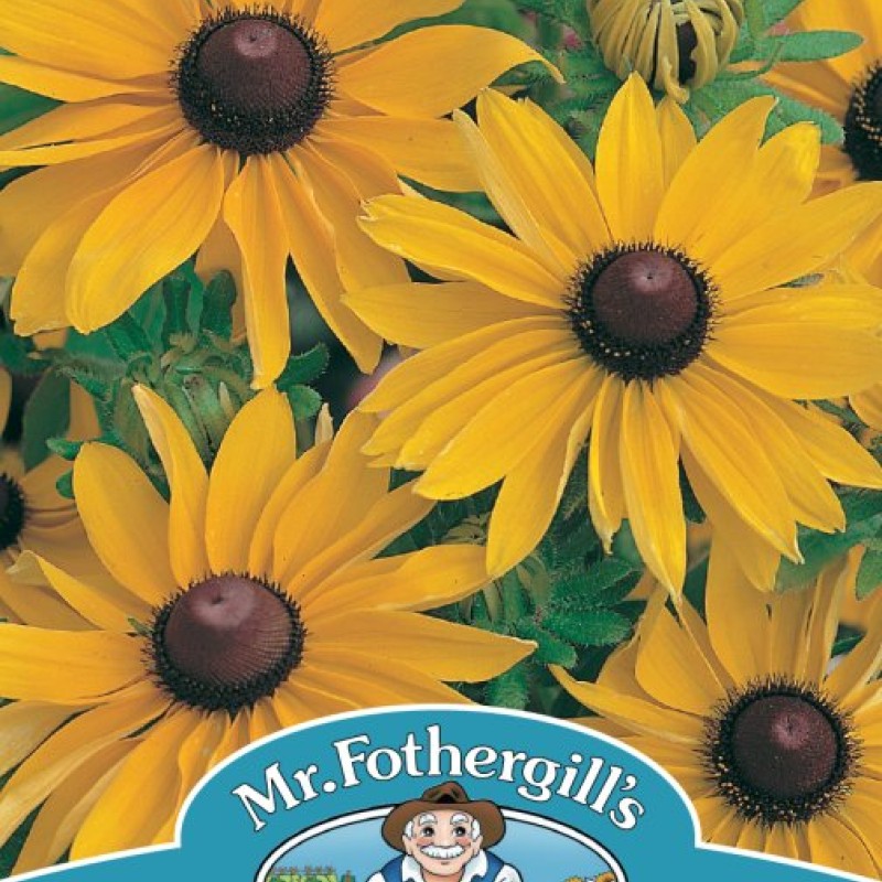 RUDBECKIA Marmalade