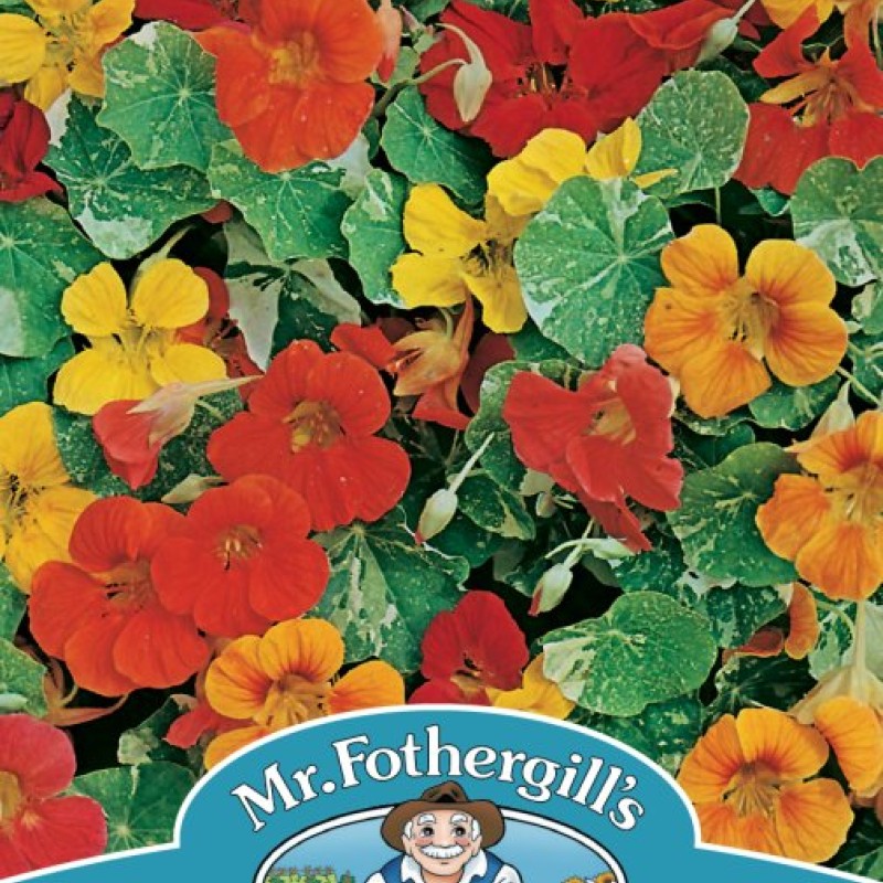 NASTURTIUM Alaska Mixed