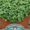 WATERCRESS Aqua