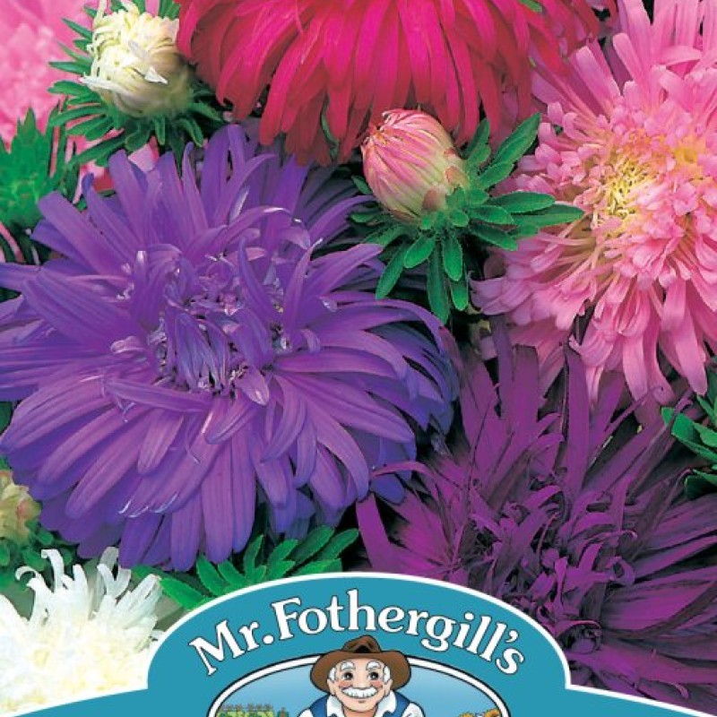 ASTER Ostrich Feather