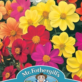 DAHLIA Mignon Mixed