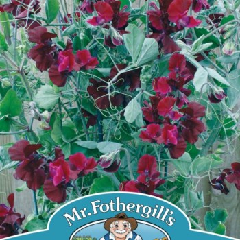 SWEET PEA Solway Velvet