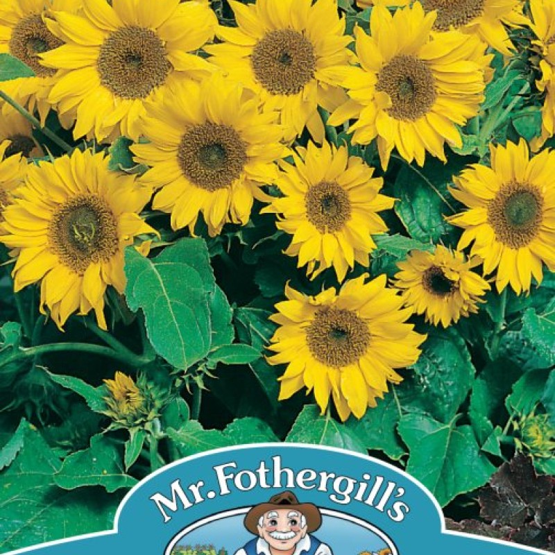 SUNFLOWER Little Leo