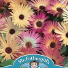 MESEMBRYANTHEMUM Livingstone Daisy Mixed