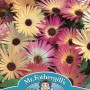 MESEMBRYANTHEMUM Livingstone Daisy Mixed