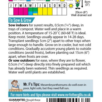 MESEMBRYANTHEMUM Livingstone Daisy Mixed