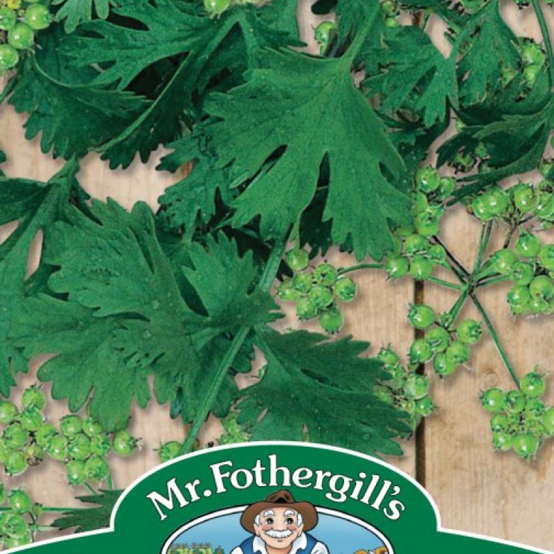 CORIANDER (for seed)