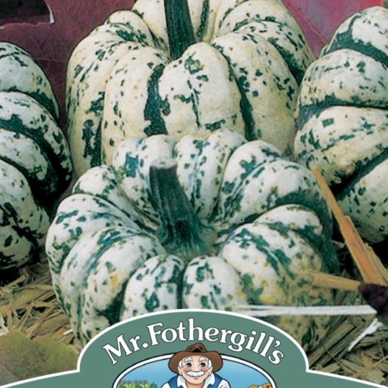 SQUASH (Winter) Sweet Dumpling