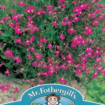 LOBELIA Crimson Fountain