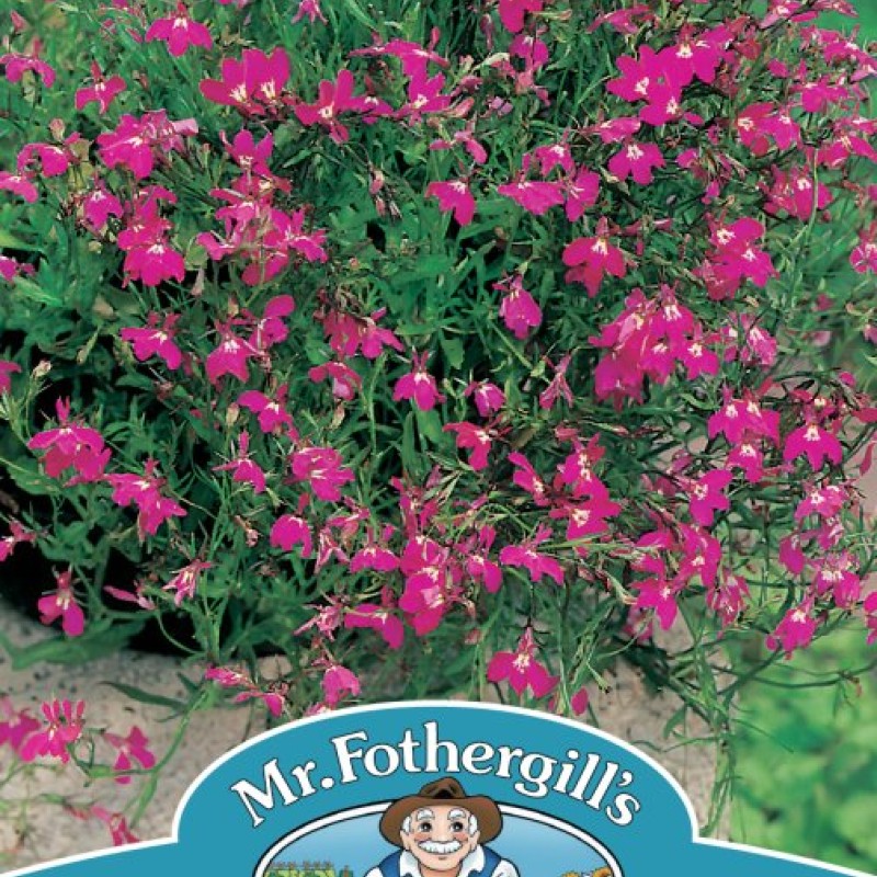 LOBELIA Crimson Fountain