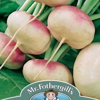 TURNIP Purple Top Milan