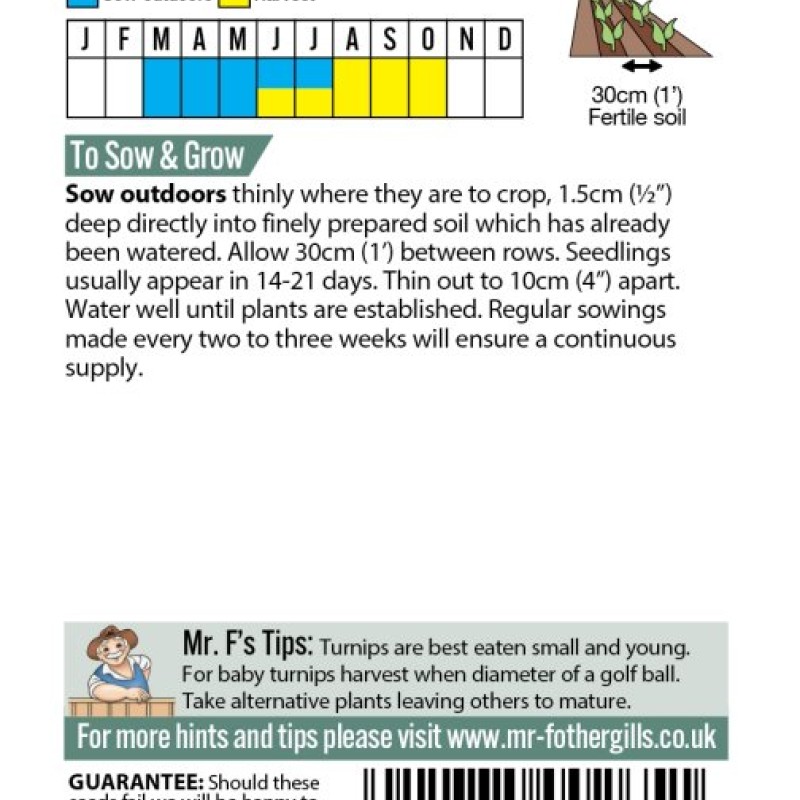 TURNIP Purple Top Milan