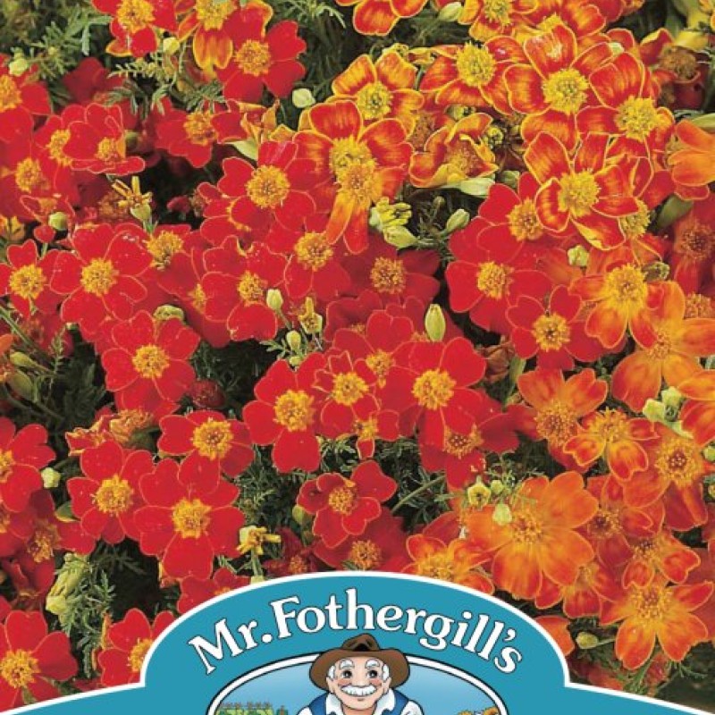 TAGETES Starfire Mixed