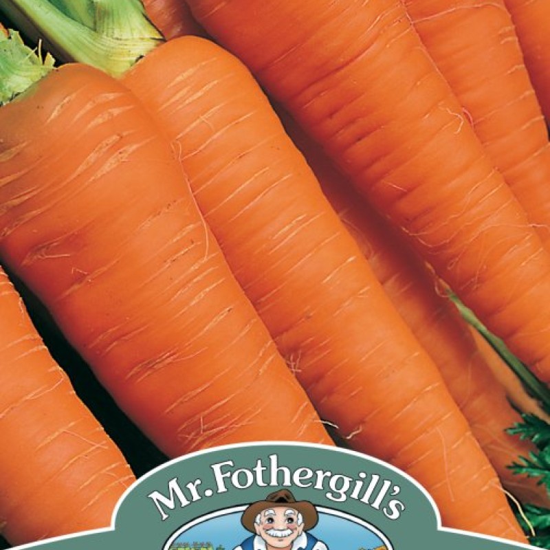 CARROT Autumn King 2