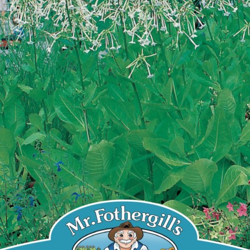 NICOTIANA sylvestris