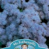AGERATUM Blue Mink