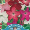 NICOTIANA Sensation Mixed