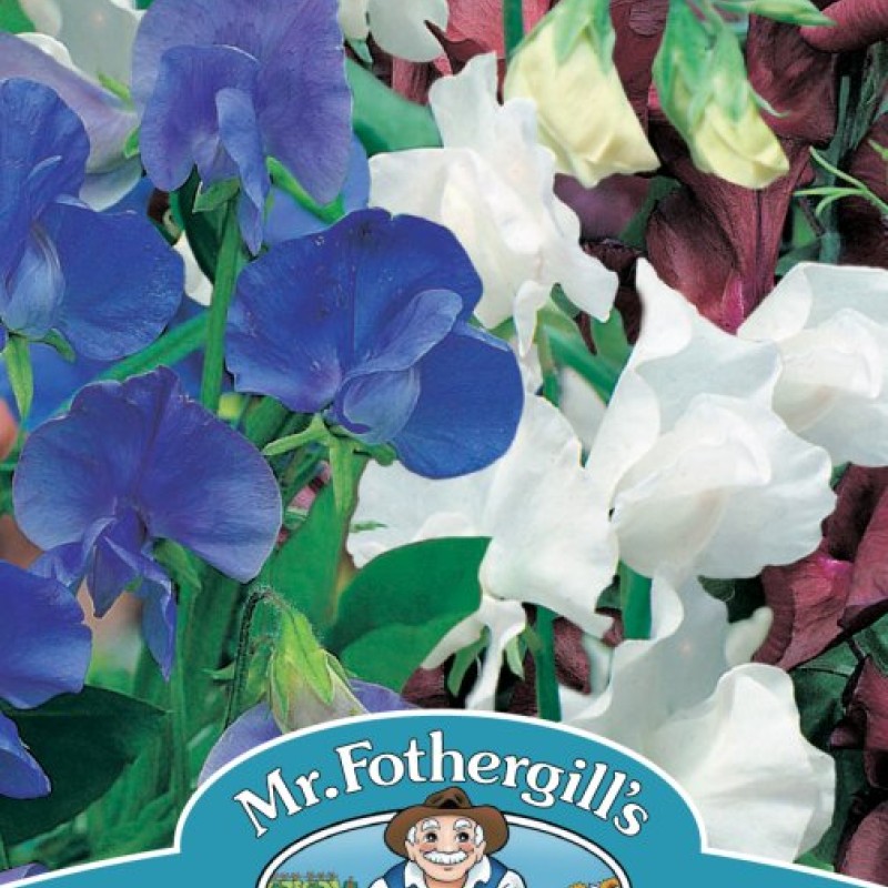 SWEET PEA Little Bit O Magic