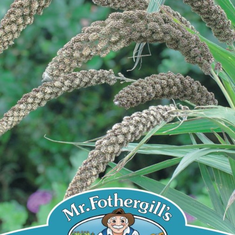 GRASS Foxtail Millet Hylander