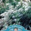 GRASS Silver Grass - Miscanthus sinensis Early Hybrids