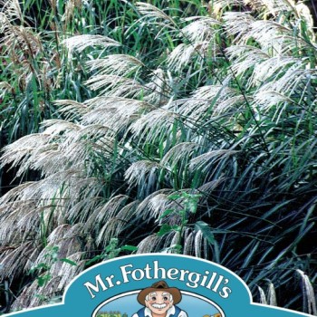 GRASS Silver Grass - Miscanthus sinensis Early Hybrids