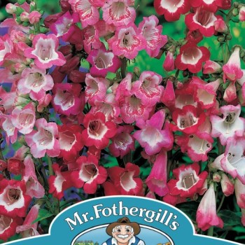 PENSTEMON Mixed Colours