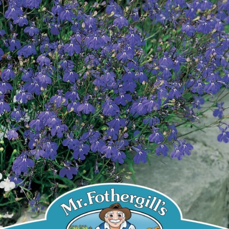 LOBELIA Sapphire Trailing