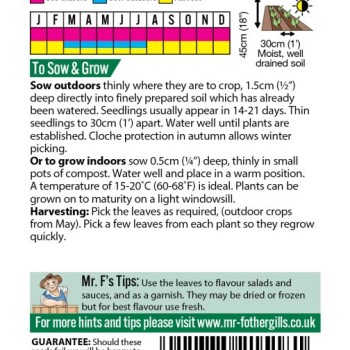 PARSLEY Giant of Italy