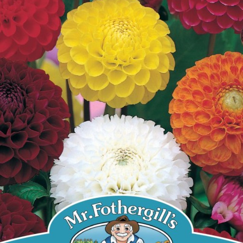 DAHLIA Pompon Mixed