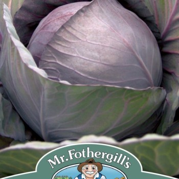 CABBAGE (Red) Romanov F1