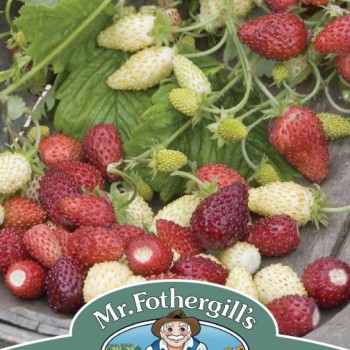 STRAWBERRY Red & White Mixed