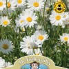 WF Ox Eye Daisy
