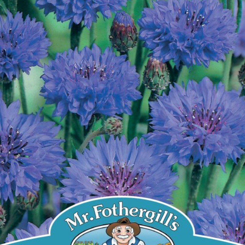 CORNFLOWER Blue Ball