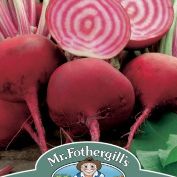 BEETROOT Chioggia