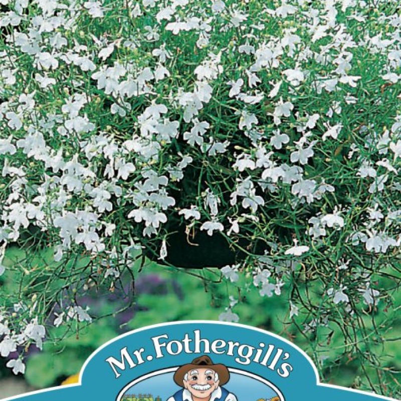 LOBELIA White Fountain