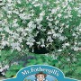 LOBELIA White Fountain