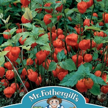 CHINESE LANTERNS Physalis alkekengi