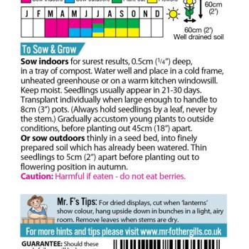 CHINESE LANTERNS Physalis alkekengi