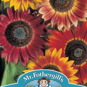 SUNFLOWER Evening Sun