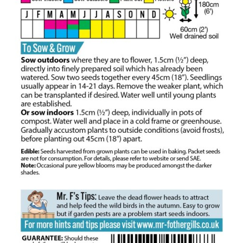 SUNFLOWER Evening Sun