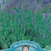 LAVENDER Munstead